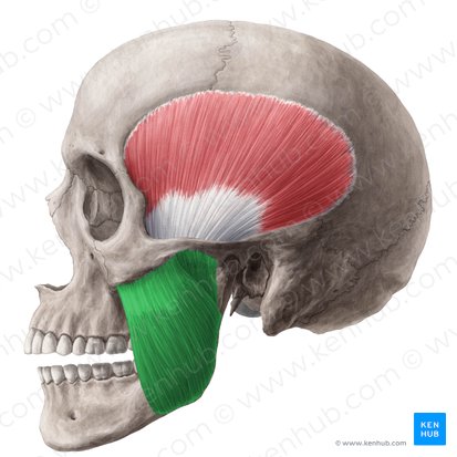 Masseter muscle (Musculus masseter); Image: Yousun Koh