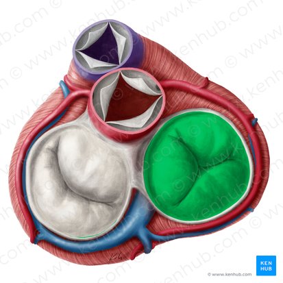 Valva tricúspide (Valva atrioventricularis dextra); Imagem: Yousun Koh