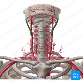 External carotid artery (Arteria carotis externa); Image: Yousun Koh