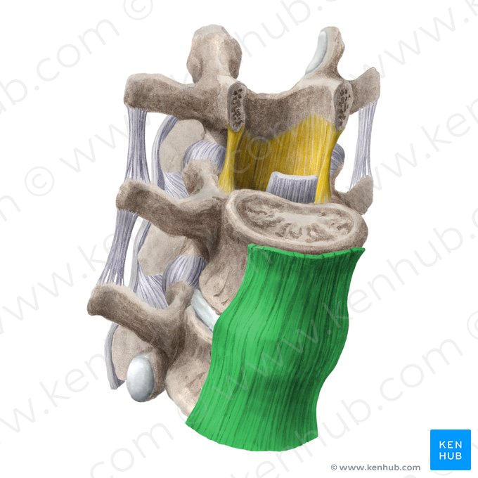 Ligamento longitudinal anterior (Ligamentum longitudinale anterius); Imagem: Liene Znotina