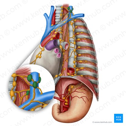 Ganglios linfáticos supraclaviculares (Nodi lymphoidei supraclaviculares); Imagen: Irina Münstermann