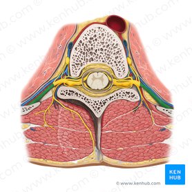 Ramo anterior del nervio espinal (Ramus anterior nervi spinalis); Imagen: Rebecca Betts