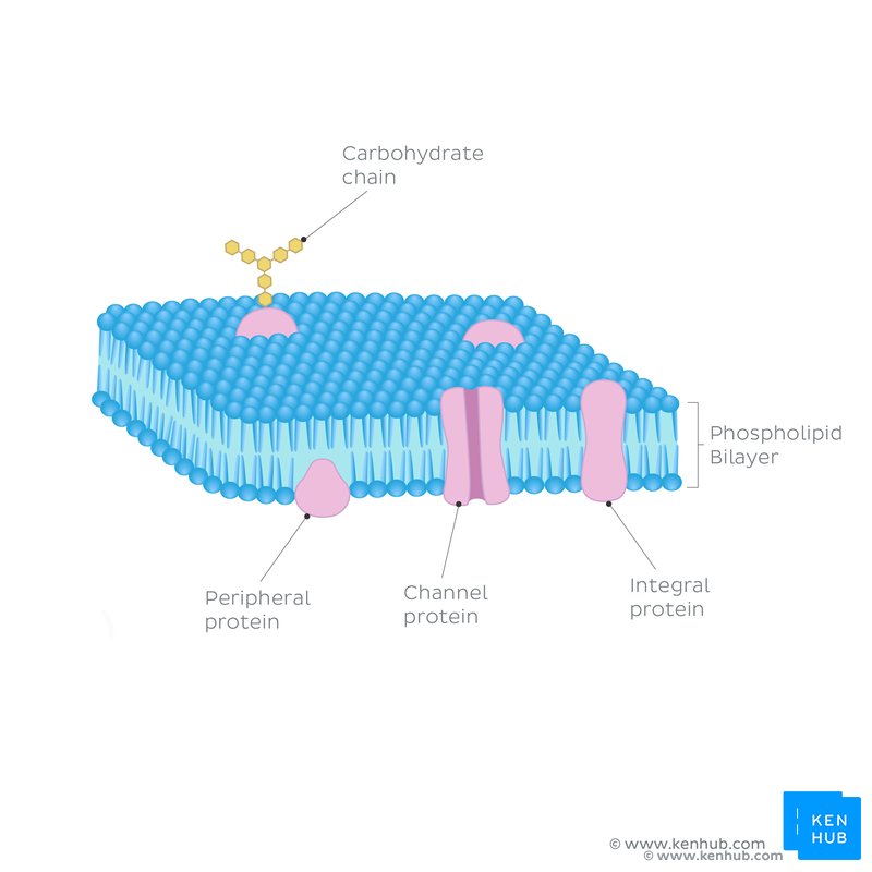 Cellular organelles and their functions | Kenhub