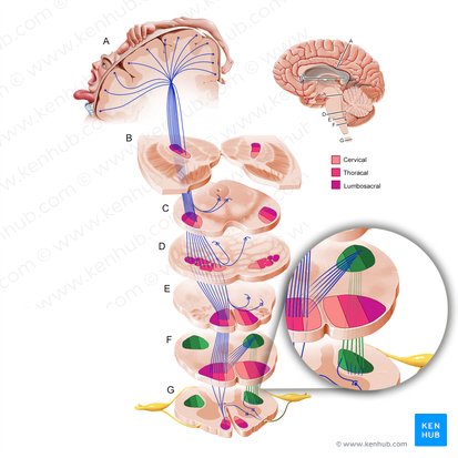Lateral corticospinal tract (Tractus corticospinalis lateralis); Image: Paul Kim