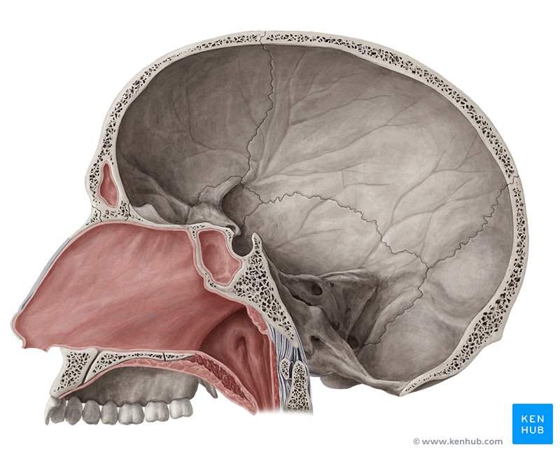 Nasal cavity Anatomy structure parts blood supply Kenhub