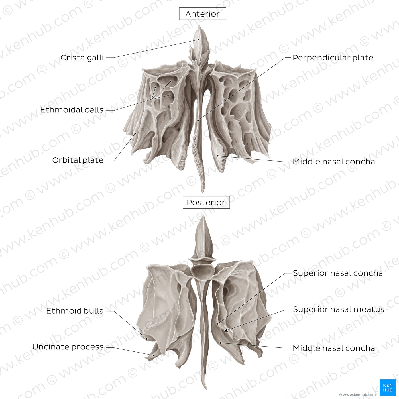 Ethmoid bone (anterior and posterior views)