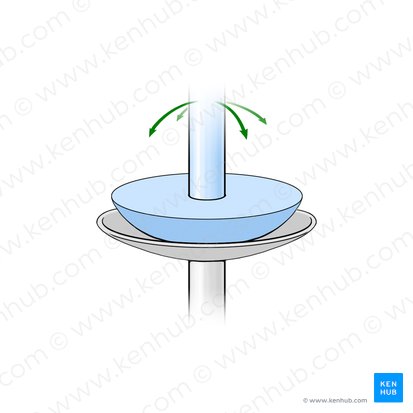 Ellipsoid joint (Articulatio ellipsoidea); Image: Paul Kim