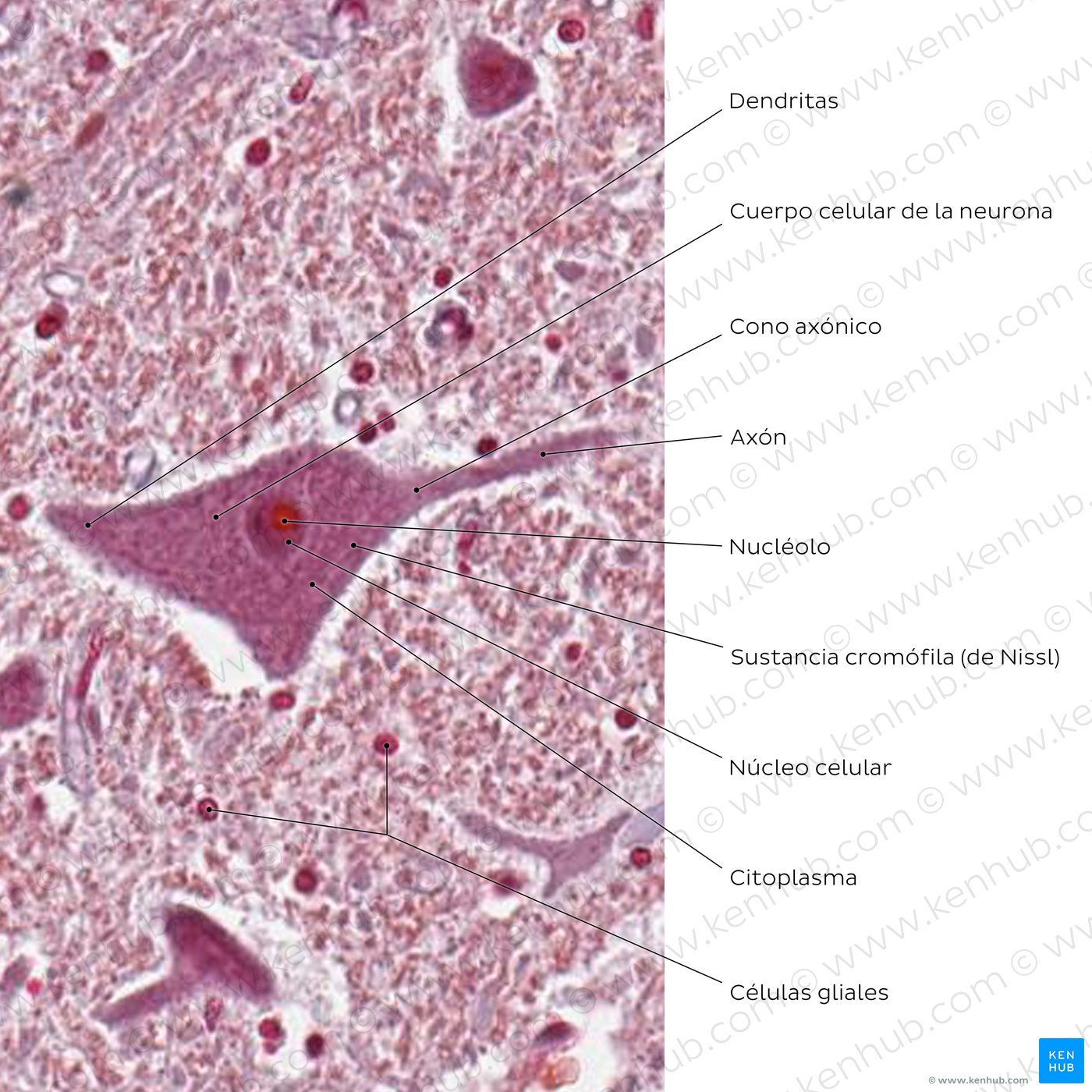 Estructura de la neurona multipolar
