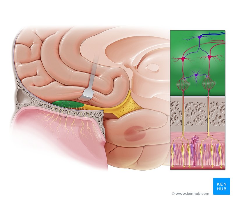 Olfactory bulb - medial view