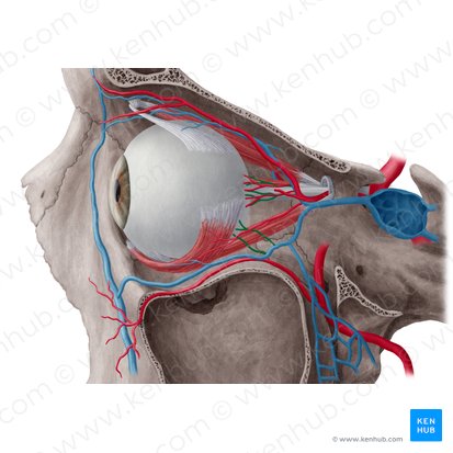 Vorticose veins (Venae vorticosae); Image: Yousun Koh