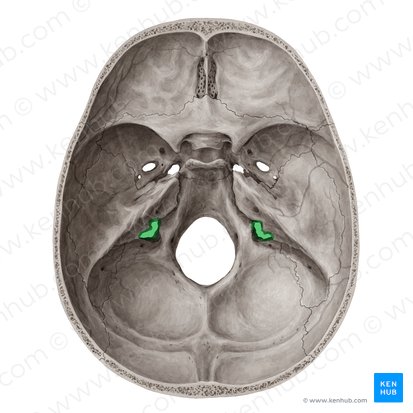 Jugular foramen (Foramen jugulare); Image: Yousun Koh