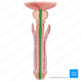 Male urethra: Anatomy and function | Kenhub