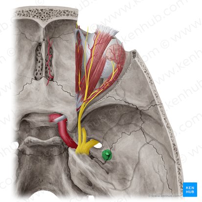 Foramen spinosum; Image: Yousun Koh