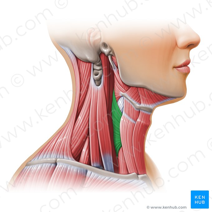 Músculo constrictor inferior de la faringe (Musculus constrictor inferior pharyngis); Imagen: Paul Kim