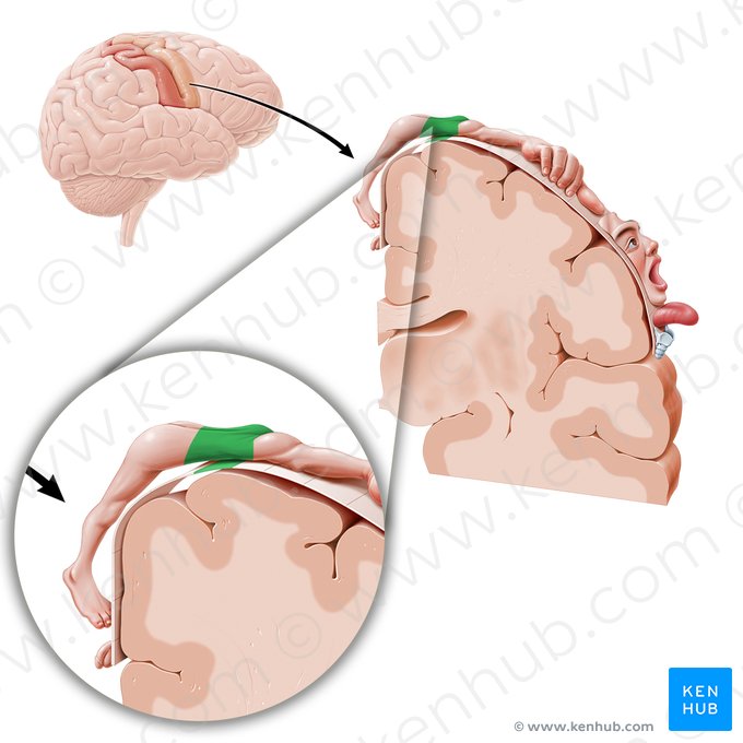 Motor cortex of trunk (Cortex motorius trunci); Image: Paul Kim