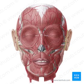 Artéria facial transversa (Arteria transversa faciei); Imagem: Yousun Koh
