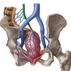 Inferior mesenteric vein