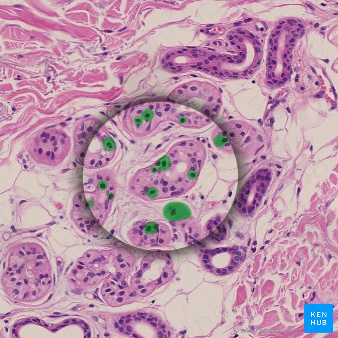 Células epiteliais secretoras; Imagem: 