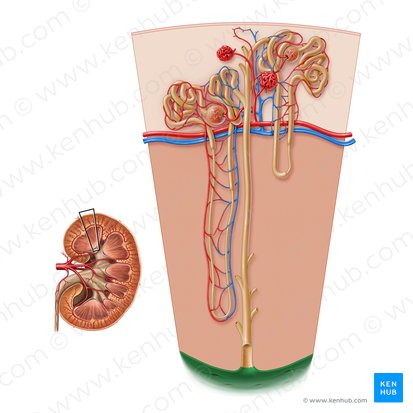 Renal papilla (Papilla renalis); Image: Paul Kim