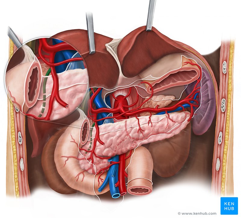 Posterior superior pancreaticoduodenal artery - ventral view