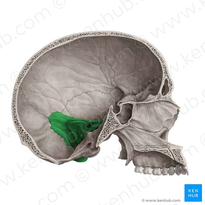 Petrous part of temporal bone (Pars petrosa ossis temporalis); Image: Yousun Koh