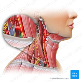 Arteria torácica interna (Arteria thoracica interna); Imagen: Paul Kim