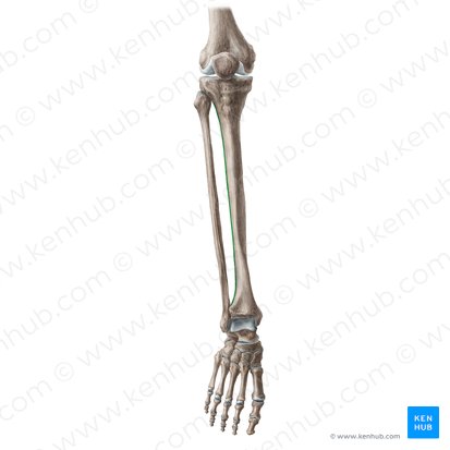 Borda interóssea da tíbia (Margo interosseus tibiae); Imagem: Liene Znotina