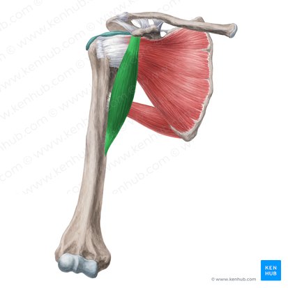Musculus coracobrachialis (Rabenschnabel-Oberarmmuskel); Bild: Yousun Koh
