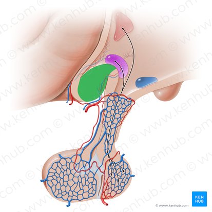 Optic chiasm (Chiasma opticum); Image: Paul Kim