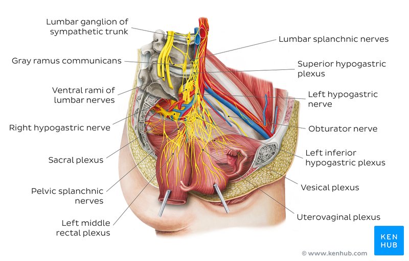 Nerves of the pelvis and perineum: Diagram