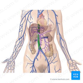 Inferior vena cava: Anatomy and function | Kenhub