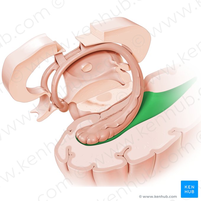 Ventriculus lateralis (Seitenventrikel); Bild: Paul Kim