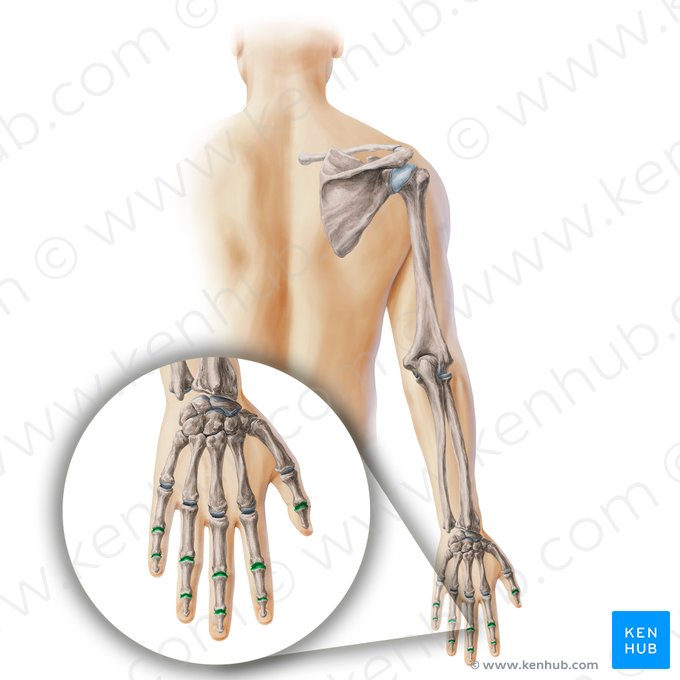 Articulações interfalângicas da mão (Articulationes interphalangeae manus); Imagem: Paul Kim