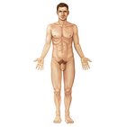 Male body surface anatomy