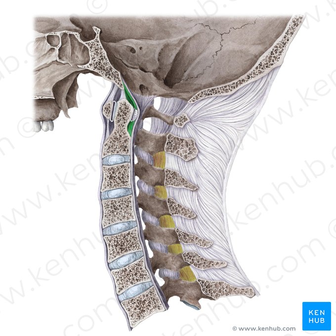 Fascículos longitudinales del ligamento cruciforme del atlas (Fasciculi longitudinales ligamenti cruciformis); Imagen: Liene Znotina