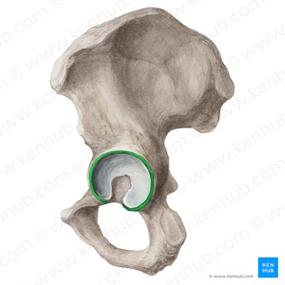 Borde del acetábulo (Margo acetabuli); Imagen: Liene Znotina