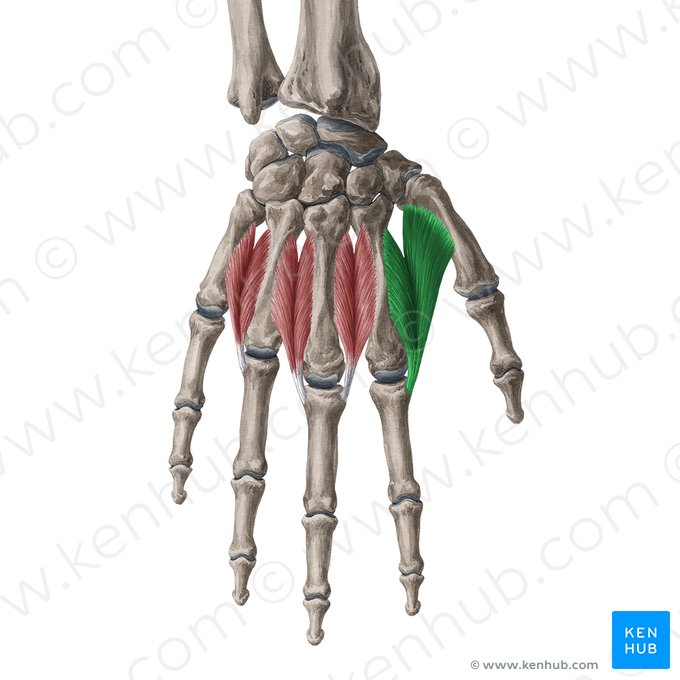 1.º músculo interósseo dorsal da mão (Musculus interosseus dorsalis 1 manus); Imagem: Yousun Koh