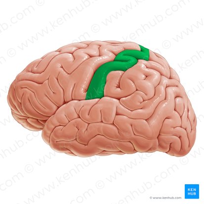 Primary somatosensory area (Area somatosensoria primaria); Image: Paul Kim