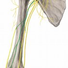 Nervus musculocutaneus