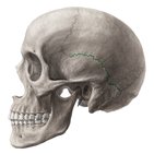 How many bones can you find in the human body?