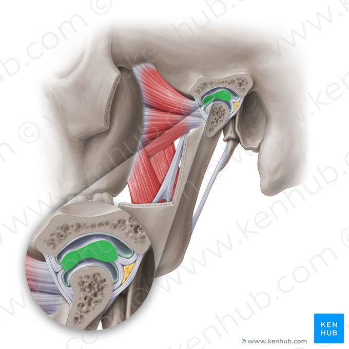 Disco articular de la articulación temporomandibular (Discus articulationis temporomandibularis); Imagen: Paul Kim