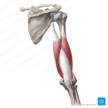 Cabeça medial do músculo tríceps braquial (Caput mediale musculi tricipitis brachii); Imagem: Yousun Koh