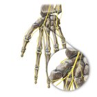 Recurrent branch of median nerve