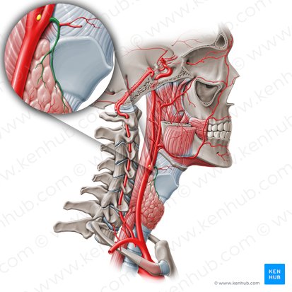 Arteria tiroidea superior (Arteria thyroidea superior); Imagen: Paul Kim