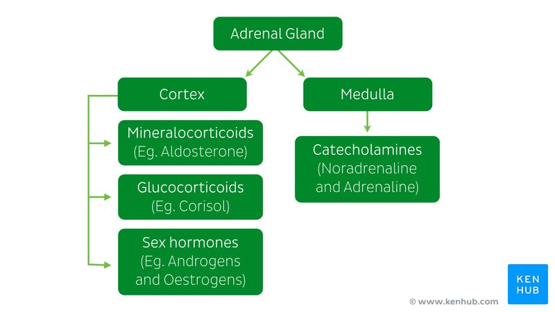 Hormones of the adrenal glands