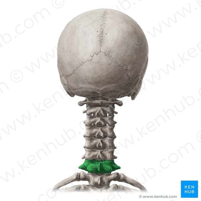 Vertebra C7 (Wirbel C7); Bild: National Library of Medicine