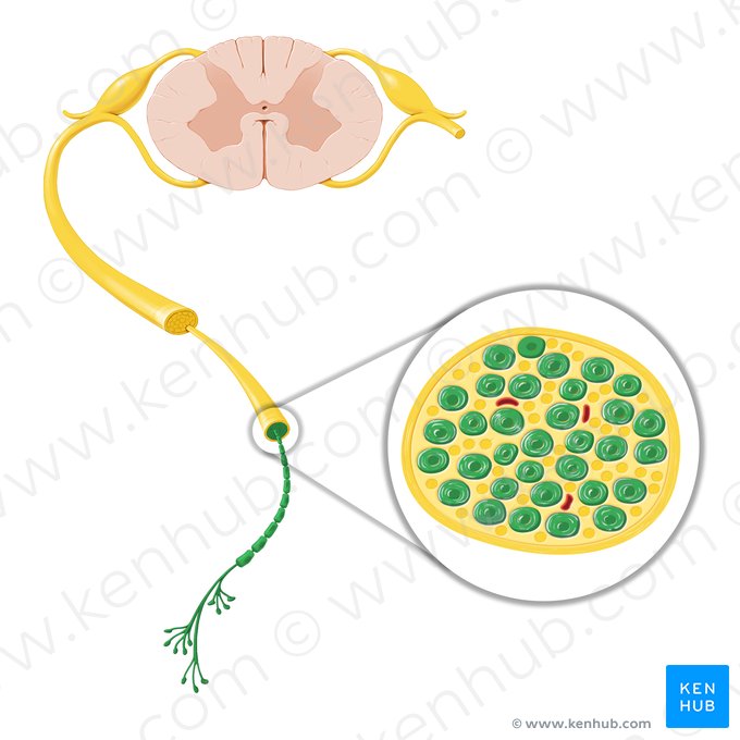 Peripheral myelinated axon/nerve fiber (Axon myelinatum periphericum); Image: Paul Kim