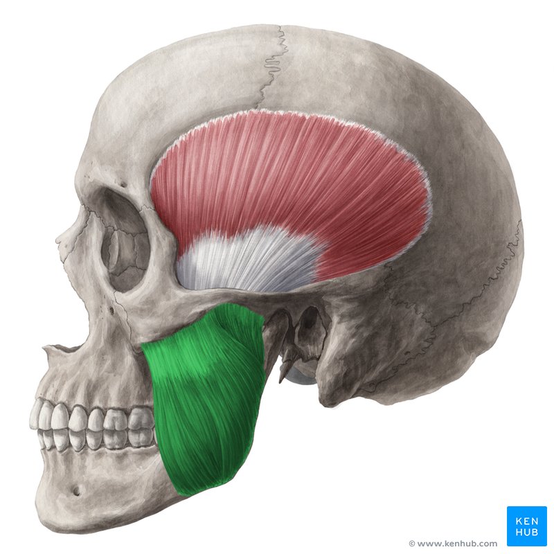 Masseter muscle - lateral-left view