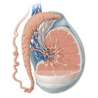 Testis and epididymis