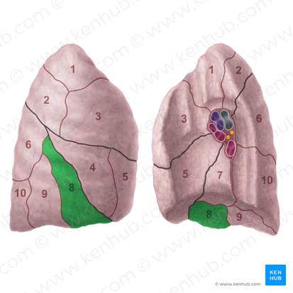 Segmento basilar anterior do pulmão direito (Segmentum basale anterius pulmonis dextri); Imagem: Paul Kim